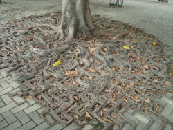 sav3mys0ul:  A trees root system merges with a brick walkway 