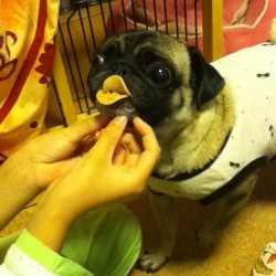 mugsofpugs:  A duck pug..Now I’ve seen