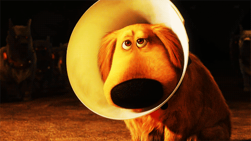 solar-tsunami:  I do not like the cone of shame. 