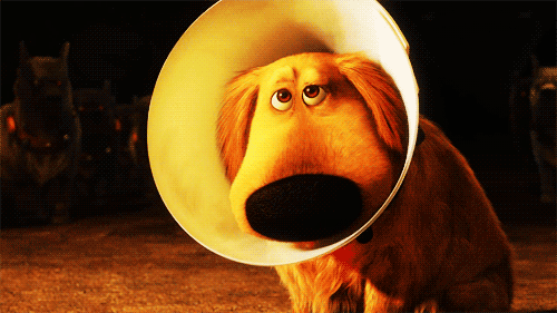 taketothehighways:  livin-la-vida-loki-d:   I DONT LIKE THE CONE OF SHAME…   or the weird kinky muzzle of shame  This just made my night.  Thank you. 