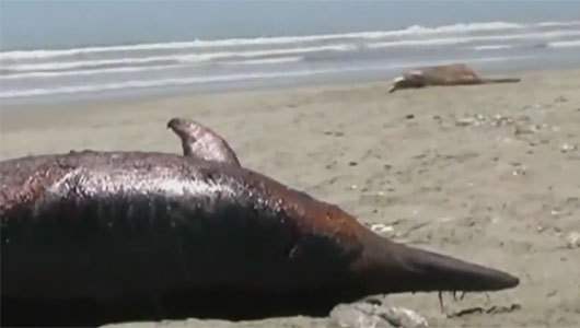 What’s killing dolphins and pelicans in Peru?
Potentials reasons range from toxic fish or algal bloom to a viral infection.