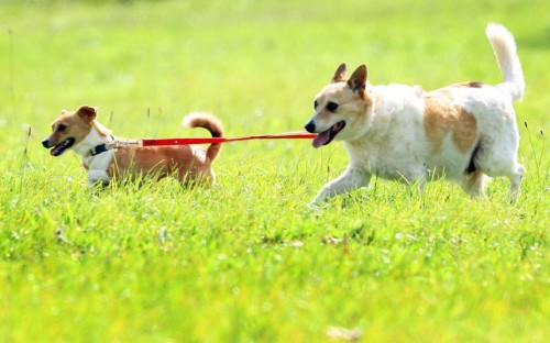 Partially blind dog Milo is helped around by his personal guide dog and companion Bella, in Melbourne, Australia. Bella guides Milo along on a lead and also barks warnings to him. Picture: Manuela Cifra/Newspix / Rex Features