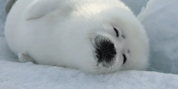 pugsforthepuggod:  jewwbear:  Oh dear goodness.  Baby seals: the pugs of the marine world. 