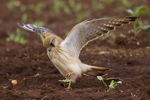 atu929: ヘ○ヘ 　　 |∧　　　荒ぶる鷹のポーズ！ （の練習）　　/  fairy-wren: nankeen kestrel (photos by wi