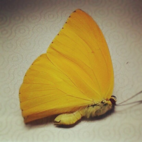 nyluusalazarr:  #yellow #animal #butterfly #nature #Picoftheday #Photooftheday (Tomada con instagram