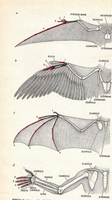 This is good reference. Comparative anatomy is awesome!