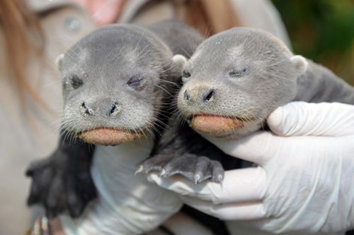 Giant River Otters (via zooborns)