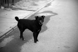 santiago-de-chile:  ‘No name’ Un perro