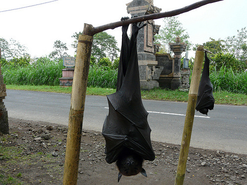 pinkiedash:   The giant golden-crowned flying fox (Acerodon jubatus), also known as the golden-capped fruit bat, is a rare megabat  and one of the largest bats in the world. The species is endangered and is currently facing the possibility of extinction