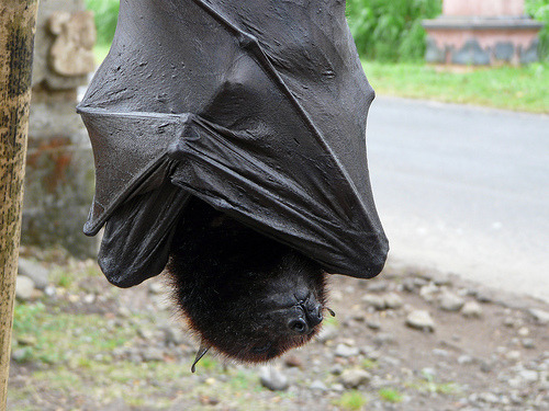 pinkiedash:   The giant golden-crowned flying fox (Acerodon jubatus), also known as the golden-capped fruit bat, is a rare megabat  and one of the largest bats in the world. The species is endangered and is currently facing the possibility of extinction