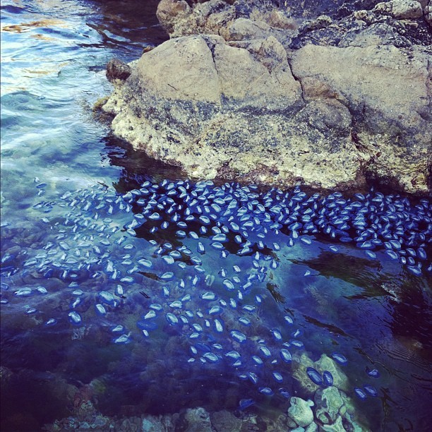 Isle st honorat #blue #jellyfish #invasion (Taken with instagram)