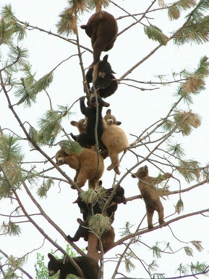 叫びたくなるぐらいにかわいい動物の赤ん坊・子どもたちの写真 - GIGAZINE