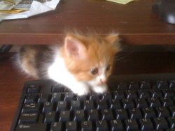 getoutoftherecat:  get off of there cat. you can’t update your blog. 