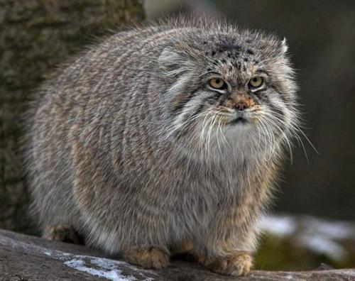 birdonwing: masterofpowerslaves: rec0rrupted: My absolute favourite cat ever. This is a manul, or