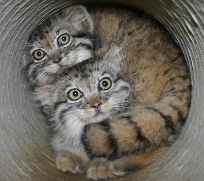 silent-web-of-wyrd:  My absolute favourite cat ever. This is a manul, or pallas cat.