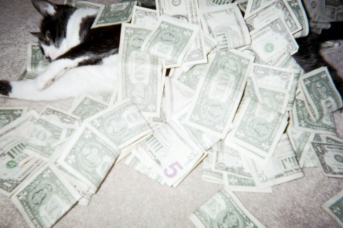 filthy money cat