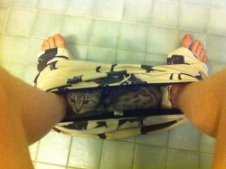 getoutoftherecat:  get out of there cat. i am NOT making the mistake of pulling up my pants while you’re still in there. 