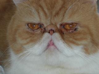 How Chester sometimes looks before we clean his eyes. If you ever get an Exotic Shorthair, I can’t praise eye envy (www.eyeenvy.com/Detail.bok?no=13) enough for when water and cotton balls alone don’t work. We use eye envy to clean his crusty nose,...