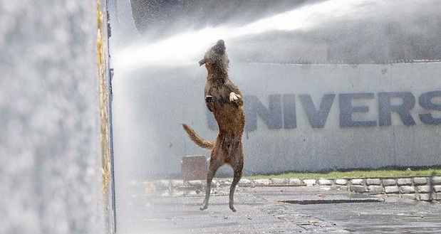 mecagaron:  No faltan los perros :,) 