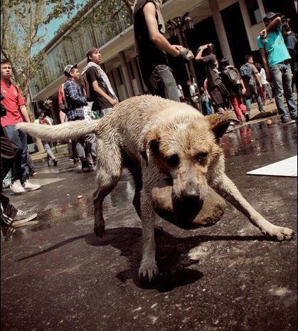 mecagaron:  No faltan los perros :,) 