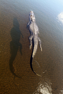 dewzilla:  thepredatorblog:  Gator (by PictureWendy)  SCREAMS THIS IS A GREAT PICTURE 