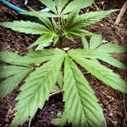 Mary Jane <3 (Taken with instagram)