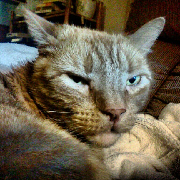 Zipper my kitty &lt;3 (Taken with instagram)
