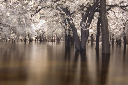 paomama:  the drowning trees (infrared) by mike.irwin 