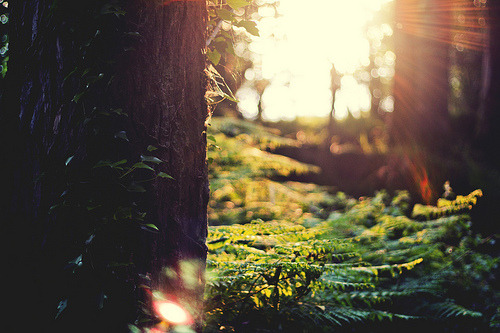 Sweet Escape
