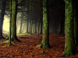 catiebriehart:  amariusque-admare:  Woods (by abstract_effects)  I want to put on my cloak and walk here…..  A cloak shrouded walk, is a definite must through this forest.