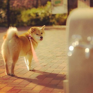 lovetrustfaith:  Maru Taro walking under the sun. 