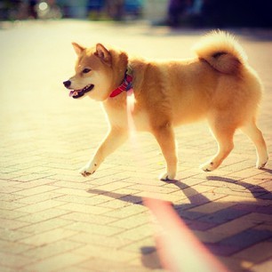 lovetrustfaith:  Maru Taro walking under the sun. 