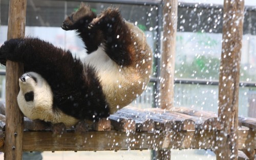 Male giant panda Hua Ao reacts as keepers spray down him with a hose to help him cool down in the hot weather at a zoo in Yantai, China. Picture: China Foto Press / Barcroft Media