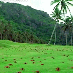 colorsoffauna:  Red crab migration  The red crab is by far the most obvious of the 14 species of land crabs on Christmas Island. Every year over 150 million red crabs move from inland shelters to the shore for their annual breeding season. This occurs