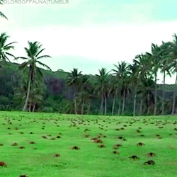 colorsoffauna:  Red crab migration  The red crab is by far the most obvious of the 14 species of land crabs on Christmas Island. Every year over 150 million red crabs move from inland shelters to the shore for their annual breeding season. This occurs