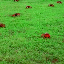 colorsoffauna:  Red crab migration  The red crab is by far the most obvious of the