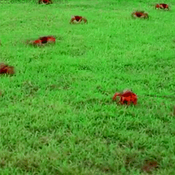 colorsoffauna:  Red crab migration  The red crab is by far the most obvious of the 14 species of land crabs on Christmas Island. Every year over 150 million red crabs move from inland shelters to the shore for their annual breeding season. This occurs