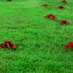 colorsoffauna:  Red crab migration  The red crab is by far the most obvious of the 14 species of land crabs on Christmas Island. Every year over 150 million red crabs move from inland shelters to the shore for their annual breeding season. This occurs