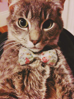 slutsneverdie:  AW OMG BOW TIE WAT CUTEST THING EVER 