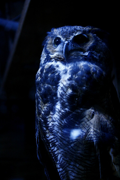 The Night Watchman, at the Oklahoma City Zoo, taken by happylittleindiekid.