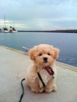 Cute Little Doggy Enjoying Some Sea Air.