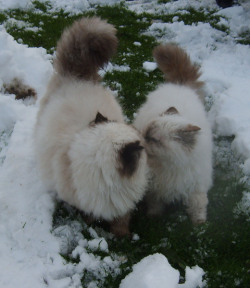 cybergata:Snow kiss