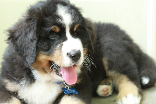 handsomedogs:infinityongay’s Bernese Mountain Dog.oh my god what a wonderful animal…….