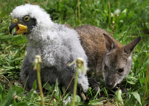 A three-month-old kangaroo named Anabelle and a young kea check out the enclosure at the zoo in Marlow, eastern Germany. Picture: BERND WUSTNECK/AFP/GettyImages