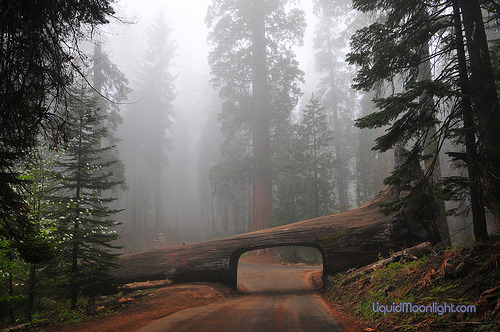 natureac:  This blog will make you feel at peace