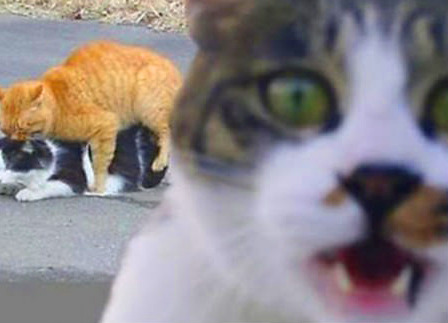 mouthsealed:   Shinra-nyan: “WHAT ARE YOU GUYS DOING? Hurry up and hide before
