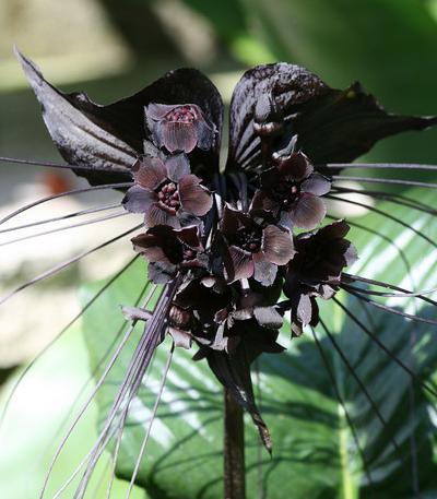 laveneredissepolta:The Tacca Chantrieri, or Black Bat Flower, also known as the Devil Flower