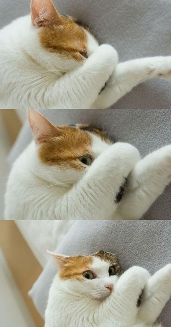 Kitteh Kats