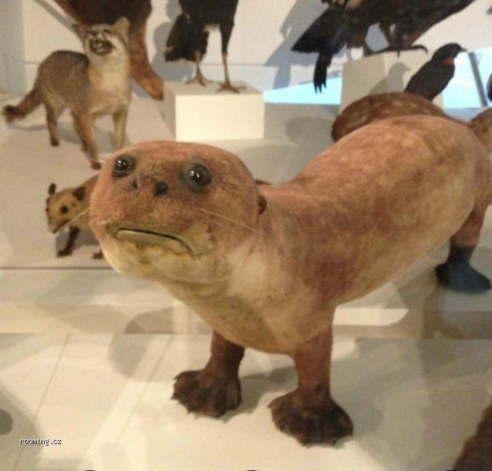 brownpau:
“ Substandard otter taxidermy. (via #mefi)
”
No, @brownpau: that’s laugh-out-loud-funny otter taxidermy.