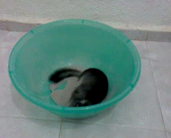 jaminthetardis:  lesb1an:  keepmyheadabove:   Animal fun fact: Chinchillas can’t get wet. Their fur retains too much water and will start to grow mold. So they bathe by rolling around in dust.  Chinchilla fun fact: Chinchillas have around 20 hairs per